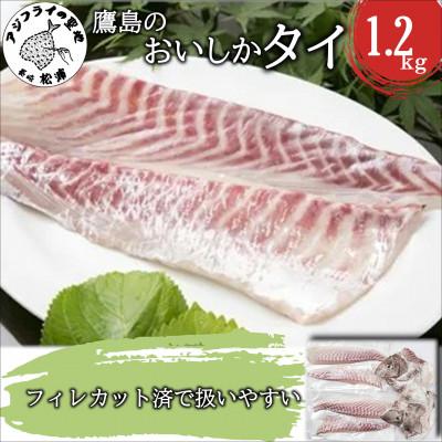 ふるさと納税 松浦市 鷹島のおいしかタイ(1.2kg)