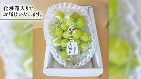 期間限定 ！ 筑西市産 シャインマスカット 1房 ぶどう ブドウ 葡萄 フルーツ 2025年産 [BW065ci]