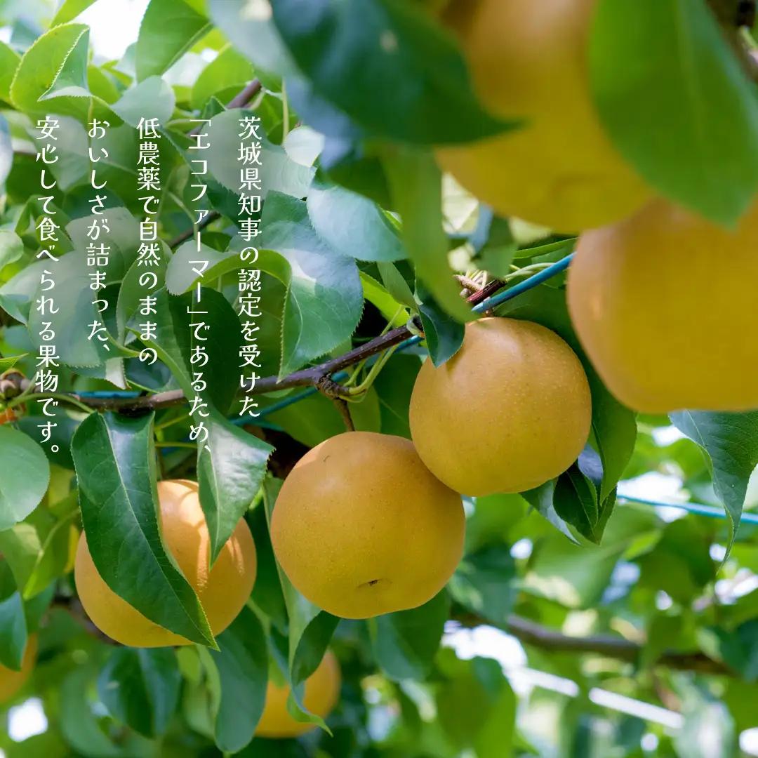 新高 約5kg（茨城県共通返礼品：かすみがうら市） 【2026年9月中旬発送開始】 梨 数量限定 なし ナシ フルーツ 果物 旬 産地直送 [FF005sa]	