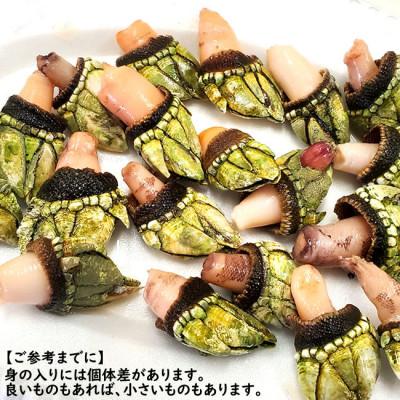 ふるさと納税 新温泉町 亀の手　大サイズ　500g×2袋　計1kg　兵庫県新温泉町　 |  | 02