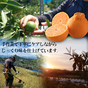 【3月中旬から発送】不知火（デコポンと同一品種） B品 家庭用 3kg ｜ﾐｶﾝ ﾐｶﾝ ﾐｶﾝ ﾐｶﾝ ﾐｶﾝ ﾐｶﾝ ﾐｶﾝ ﾐｶﾝ ﾐｶﾝ ﾐｶﾝ ﾐｶﾝ ﾐｶﾝ訳あり ﾐｶﾝ みかん ﾐｶﾝ 