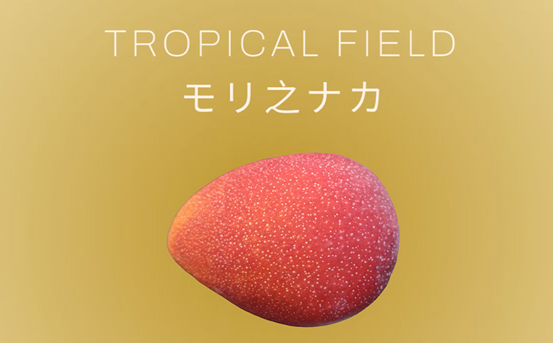 2025年発送【TROPICAL FIELD モリ之ナカ】極撰マンゴー約2kg（3～5玉） フルーツ 果物 期間限定 数量限定 先行予約 南国 プレゼント お土産 おみやげ ギフト くだもの 沖縄 お