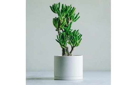 【 観葉植物 】 MOLLIS 宇宙の木 KINTO インテリア 多肉植物 植物 室内