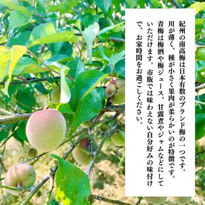 ふるさと納税 有田川町 青梅 南高梅 約5kg 秀品  サイズミックス 和歌山県産 A品 梅酒作り用 梅ジュース作り用 |  | 01