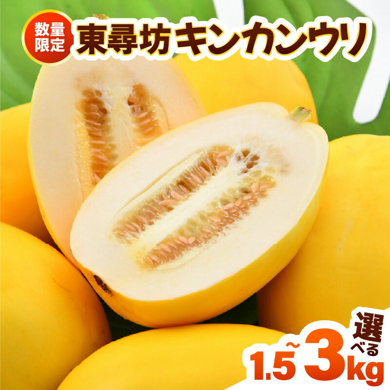 【ふるさと納税】【先行予約】あま〜い香り！ 東尋坊キンカンウリ （まくわうり）【選べる内容量：1.5kg / 3kg】 糖度15度以上！！ 【2025年7月中旬以降順次発送予定】 【マクワウリ 真桑瓜 フルーツ 野菜 果実 甘い 瓜 サラダ 漬物 抗酸化作用 旬の味覚】