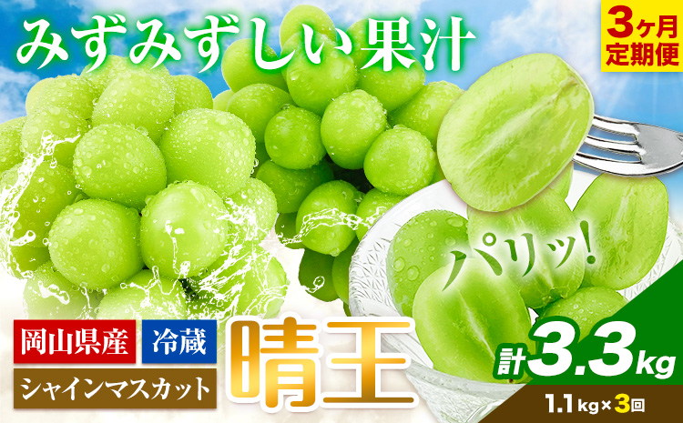 3ヶ月 定期便 シャインマスカット 晴王 約1.1kg 《9月上旬-11月末頃出荷(土日祝除く)》 【配送不可地域あり】（北海道・沖縄・離島）---124_c992tei_9j11m_24_87500_sep3---