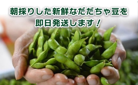 【令和8年産先行予約】山形セレクション認定　だだちゃ豆 「白山だだちゃ」 1.2kg（600g×2袋）　山形県鶴岡市　白山ちゃ茶農園　K-831　| だだちゃ豆 枝豆 えだまめ 豆 1.2キロ 夏の味