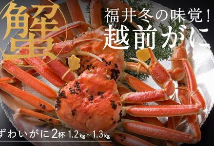 【産地直送】先行予約！　福井冬の味覚！越前がに（1.2～1.3kg）× 2杯　2024年11月15日以降発送