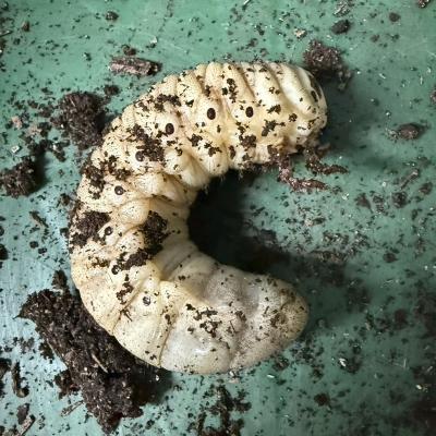 ふるさと納税 山形市 ヘラクレスオオカブト(ヘラクレスヘラクレス)3令中期幼虫ペア(オス1匹、メス1匹) FY25-205 |  | 02