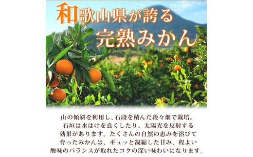 有田の小粒みかん5kg　(S～3Sサイズ混合) ※2026年11月下旬～2027年1月下旬頃に順次発送予定 / みかん ミカン 蜜柑 温州みかん 柑橘 フルーツ 果物 くだもの 和歌山【uot845】