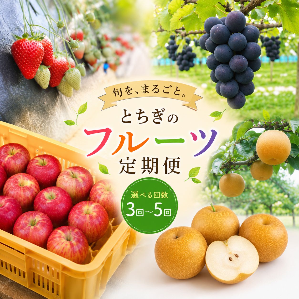 【ふるさと納税】フルーツ 定期便 選べる 3回～5回 ｜ぶどう 梨 りんご いちご 巨峰 にっこり サンふじ とちあいか スカイベリー | 栃木県 矢板市 栃木県共通返礼品 益子町産