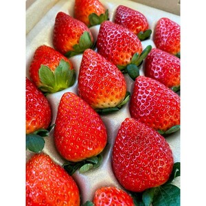 【先行予約】とちあいか 約380g～420g×4パック | いちご イチゴ 苺 栃木 とちあいか 新種 甘い 糖度 ハート型 フルーツ 果物 スイーツ いちごジャム ギフト 産地直送 ※離島への配送不