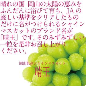 [HS]9月・10月発送 シャインマスカット 晴王 1房 約550g ｜ シャインマスカット