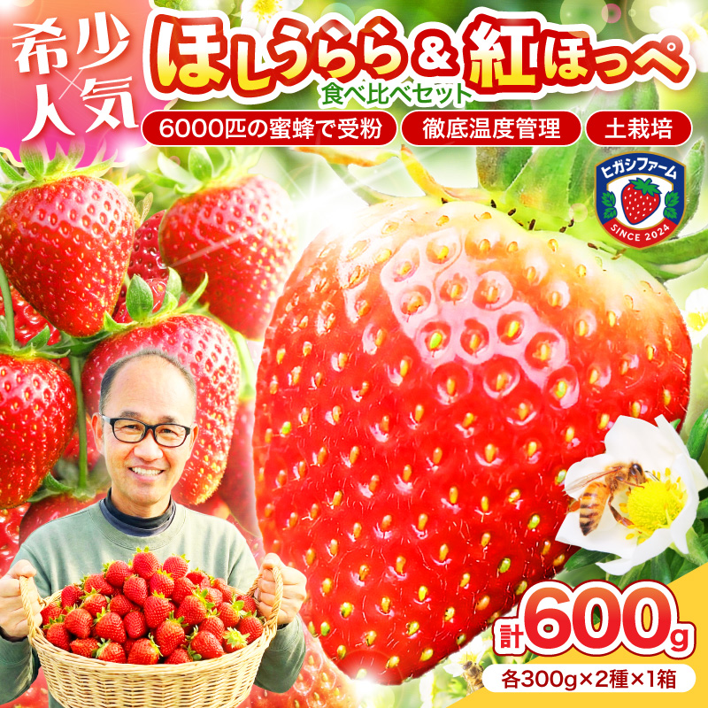 【2027年1月～5月発送予定】希少品種 ほしうらら と 紅ほっぺ の食べ比べセット 約600g（約300g×2パック×1箱）※お届け不可地域あり【121D-013-2027】