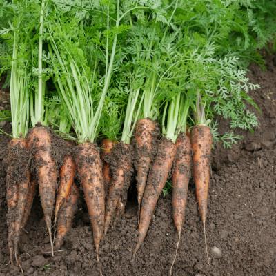 ふるさと納税 養父市 【発送月固定定期便】【6〜12月】但馬の旬をお届け!採れたて野菜セット全7回 |  | 02