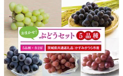 【先行予約】【2025年9月より発送開始】おまかせ！ぶどうセット 5品種×各2房（茨城県共通返礼品：かすみがうら市産）|葡萄 ぶどう ブドウ 果物 くだもの フルーツ シャインマスカット ピオーネ 巨峰 我が道 ゴルビー 数量限定 かすみがうら市産 共通返礼品 茨城県 大子町（CD171）