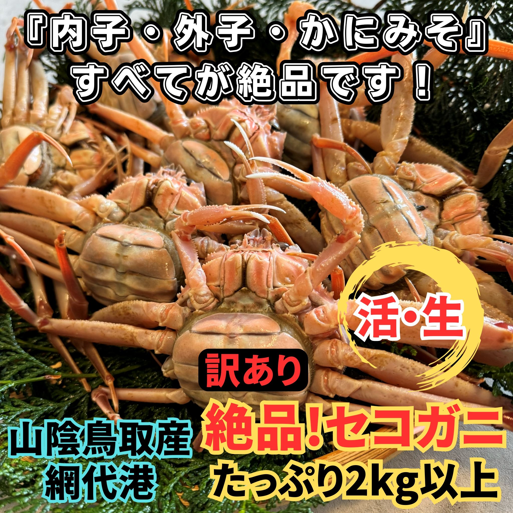 <訳あり>活！絶品セコガニ2kgセット｜鳥取網代港 岩美 松葉がに ずわいがに かに ※お届けは2026年11月中旬～【さかなや新鮮組】【22103】