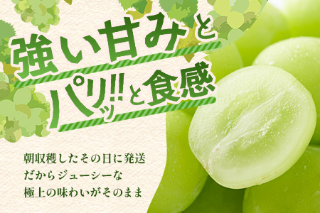朝採れ即日発送◆数量限定◆シャインマスカット 約2kg 3～4房【先行予約】【2025年8月中旬～9月下旬配送予定】鮮度第一 可愛いラッピングで贈り物にも◎ ご褒美 プレゼント 贈答 ギフト 果物 葡