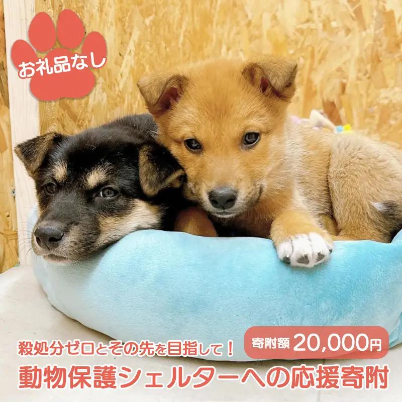 【お礼品なし】殺処分ゼロとその先を目指して！　動物保護シェルターへの応援寄附　20,000円