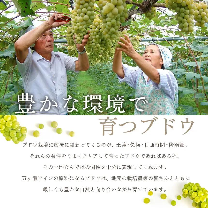 五ヶ瀬ワイン　ナイアガラ（白・甘口）１２本セット