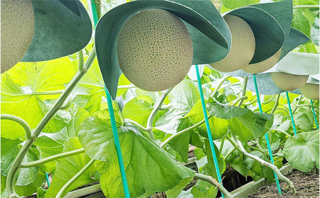 クラウンメロン 訳あり 青肉 静岡県産 クラウンメロン【3玉】【12ヶ月定期便】