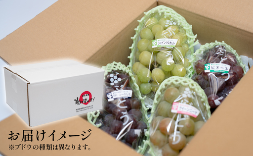 おまかせぶどう 詰め合わせ 2.4kg 4房以上 朝採れ ブドウ マスカット 果物 フルーツ 冷蔵