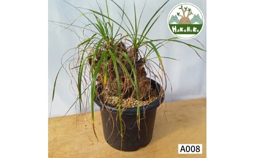 キセロフィタ トリコフィラ (発根管理済) A008｜観葉植物 コーデックス 盆栽 鉢植え インテリア ハコネコ [0689]