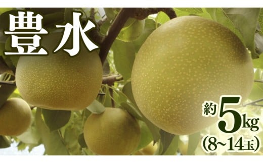 豊水 約 5kg （8～14玉） 2026年産 先行予約 梨 果物 フルーツ なし ナシ 豊水梨 くだもの デザート 茨城 [BQ020sa]