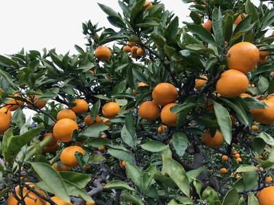 ZF6032n_≪年内発送≫【完熟早生・有田みかん】『特秀』SまたはSSサイズ／5kg