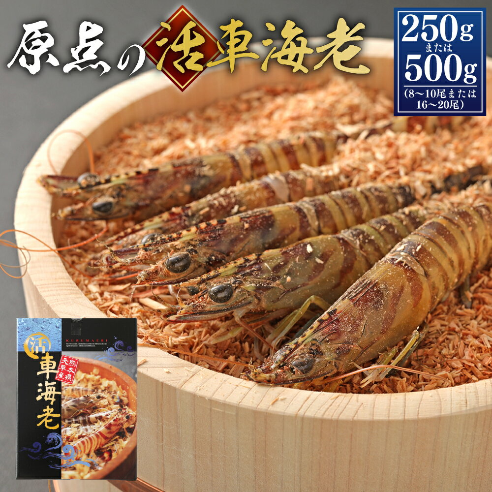 【ふるさと納税】【配送日指定品】【2025年11月18日から2026年2月28日発送予定】原点の車海老 250g（8～10尾） または 500g（16～20尾） 選べる内容量 車海老 海老 えび くるまえび 活き車海老 活魚 車えび 魚貝 魚介 魚介類 魚貝類 お刺身 塩焼き 楽天スーパーSALE 9月開催