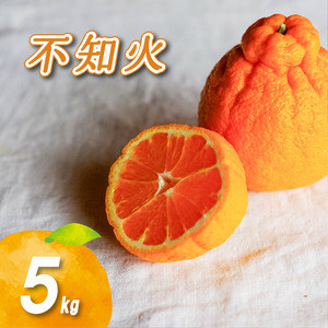 【2027年2月中旬頃から順次発送】 不知火 5kg | 数量選択可 みかん ミカン 蜜柑 柑橘 数量限定 愛媛県産 松山市 中島 愛媛 ふるさと納税【NO043】