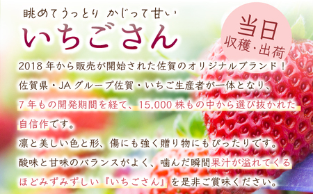  【先行予約】数量限定！佐賀県人気No.1苺”いちごさん” いちご いちご いちご いちご いちご いちご いちご いちご いちご いちご いちご いちご いちご いちご いちご いちご いちご いち