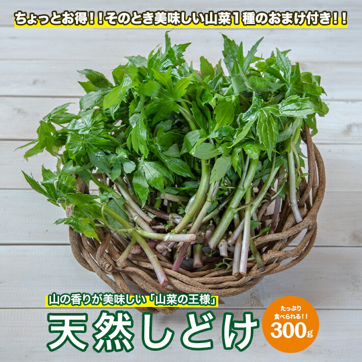 【ふるさと納税】天然しどけ 約300g おまけの山菜1種付き 4月上旬～4月下旬頃お届け 冷蔵便 ※着日指定・離島発送不可 しどけ モミジガザ キノシタ 東北 山形県 遊佐町 庄内 野菜 自然 採れたて 春 旬 山菜