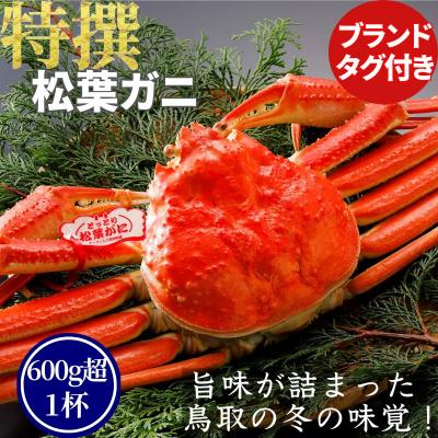 ふるさと納税 八頭町 【ボイル】特撰 松葉がに(タグ付き)600g超の大きいサイズ　1杯