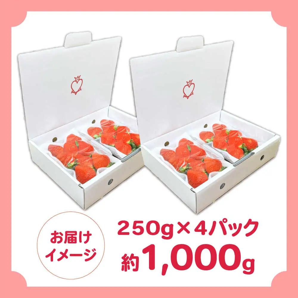 【2027年1月-発送】 250g×4P 恋みのりいちご [SFF001] いちご