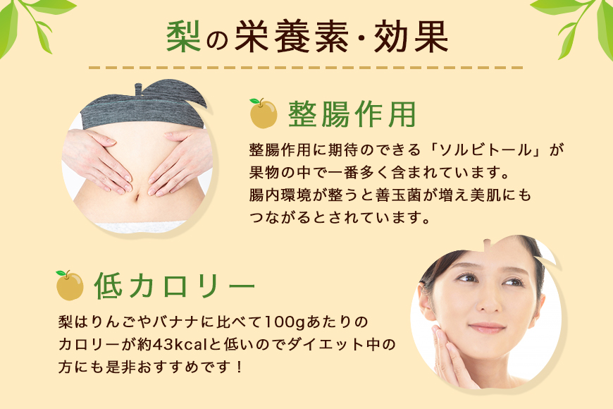 【数量限定 / 夏季限定】梨（新高）約5kg 梨 なし ナシ 日本梨 にいたか ニイタカ 17-Y 【9月中旬～下旬発送予定】