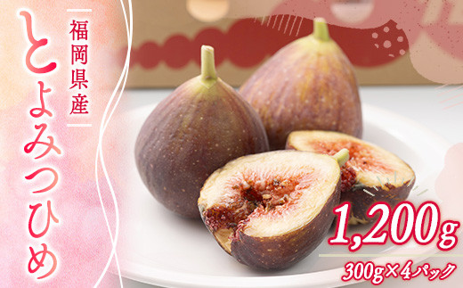 
                  【期間限定発送】 いちじく とよみつひめ 300g 4p 1.2kg [南国フルーツ 福岡県 宇美町 um40azo970027] イチジク 無花果 フルーツ 果物
                