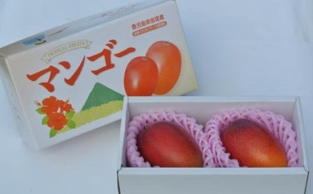 【2025年 発送】温泉完熟マンゴー約1kg2～3玉(トロピカルファームいぶすき/022-1765) マンゴー フルーツ 果物 旬 夏 指宿 いぶすき 鹿児島