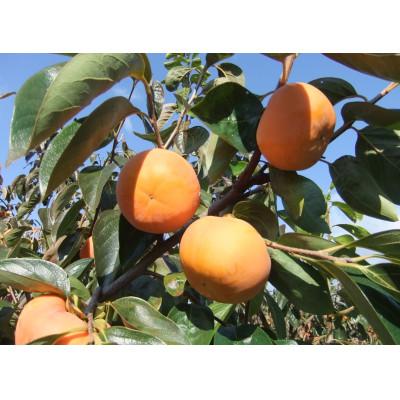 ふるさと納税 本巣市 マル糸の富有柿3Lサイズ(10個入)【化粧箱入り】 |  | 02