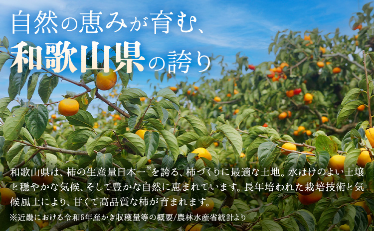 柿 かき あんぽ柿用 T軸枝無 種なし 生渋柿 1.5~2kg ふるさと農園《2026年10月中旬-11月上旬頃より発送予定(土日祝除く)》 和歌山県 日高町 贈り物 ギフト