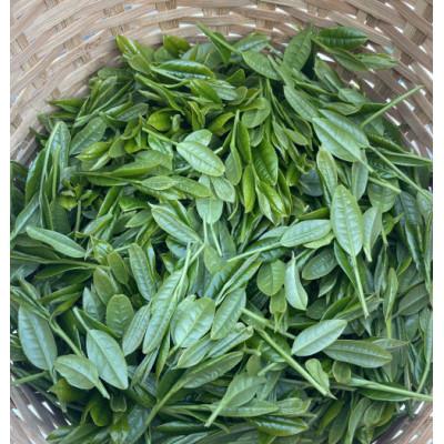 ふるさと納税 御前崎市 店長お薦めの静岡茶と急須湯冷ましセット |  | 02