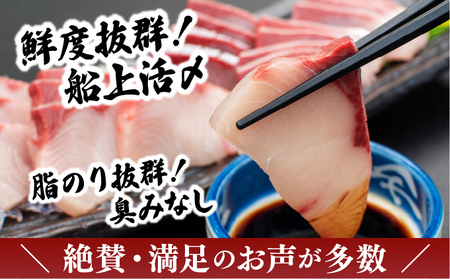 KU281-1-2509 ＜2025年9月発送分＞活じめ！黒瀬ぶりの生鮮ブリロイン（400g前後）