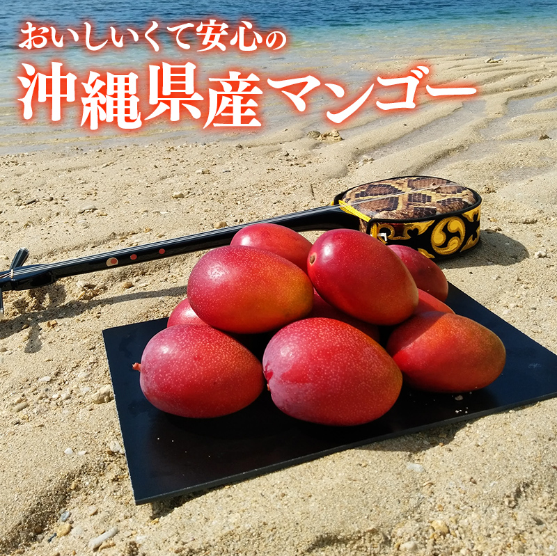 【木箱入】【先行受付・2025年発送】伊集農園 沖縄県産マンゴー（贈答用木箱）約1kg