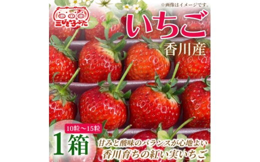 ＜甘酸バランス抜群＞香川産特選大粒いちごで春の味覚を満喫　いちご(10粒～15粒)1箱【1727327】