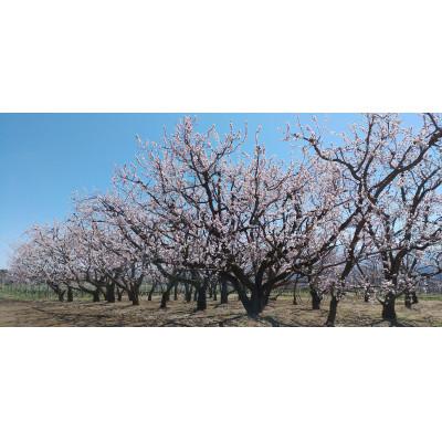 ふるさと納税 長野県 生あんず 加工/生食用( 信州サワー または 信州大実 )約2kg(小サイズ) 長野県産 産地直送 |  | 01