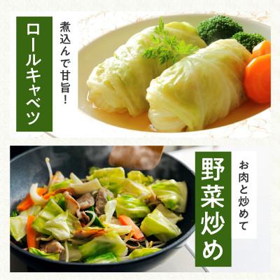 ふるさと納税 泉佐野市 【TVで紹介されました!】泉州キャベツ 5kg 2〜5玉 射手矢農園 G1624 |  | 03