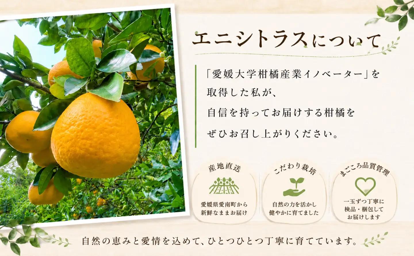 木成り 追熟 訳あり 愛南ゴールド 河内晩柑 約6kg 柑橘 フルーツ 果物 蜜柑 みかん くだもの mikan 家庭用 傷 不揃い  サイズミックス かわち ばんかん かんきつ 和製 グレープフルー