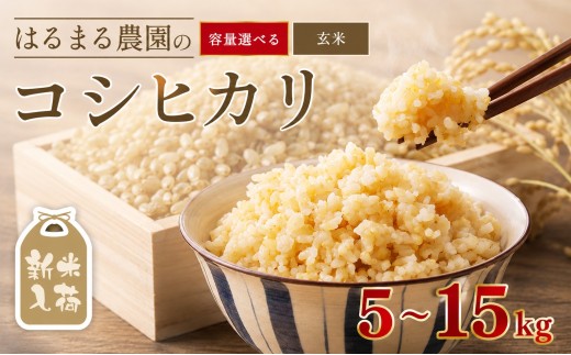 令和8年産 京都丹波福知山産 はるまる農園のコシヒカリ 玄米(5kg) 【fc-CN003-R8-A】【はるまる農園】
