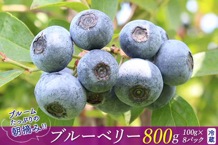 ブルームたっぷり！朝摘みブルーベリー800g（冷蔵）【7月発送分】