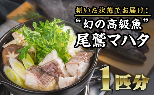  幻の高級魚『尾鷲マハタ』鍋・お刺身用１匹分《到着日時指定必須商品》　UO-52